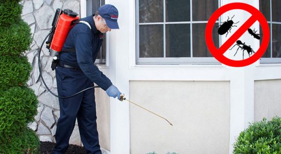 Yığılca Kemirgen İlaçlama böcek ilaçlama ve haşere kontrolü — ilaclama-tr.com